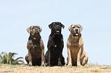 CANE CORSO 502